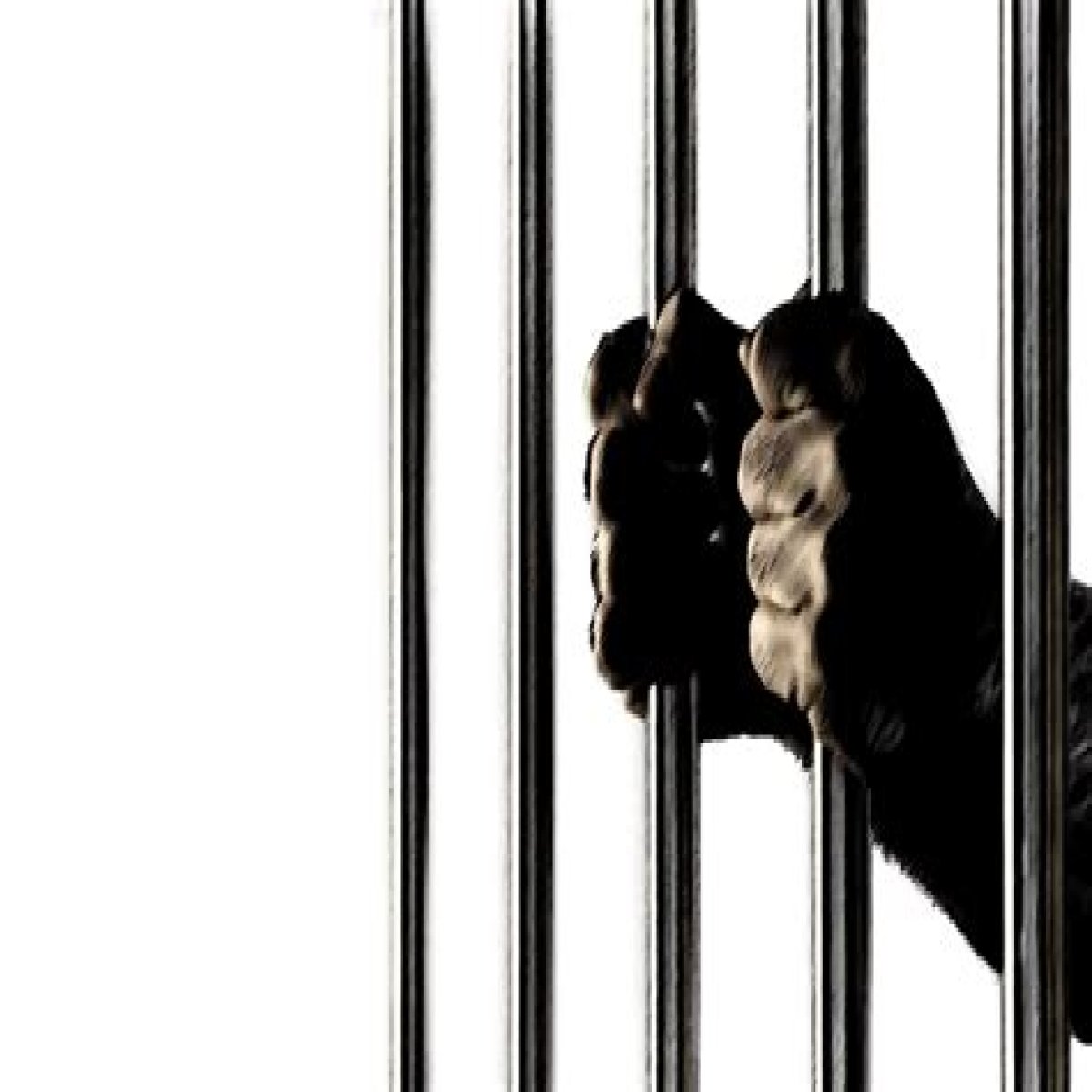CNN.com - King brothers get reduced jail sentences