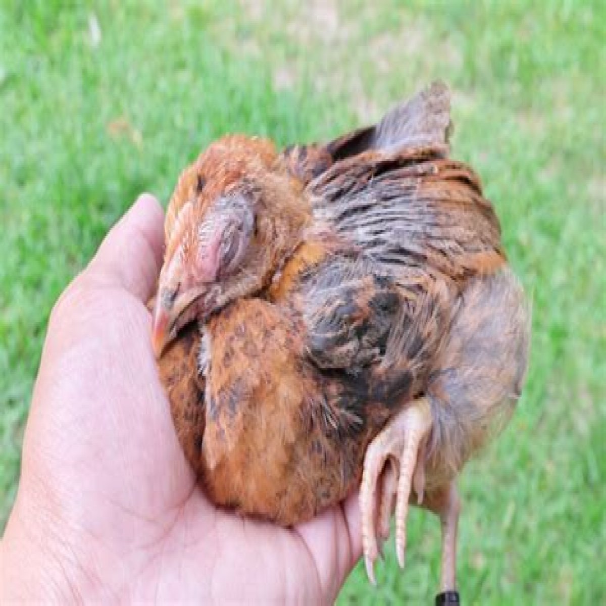 Fowl Cholera And Infectious Coryza in Backyard Flocks